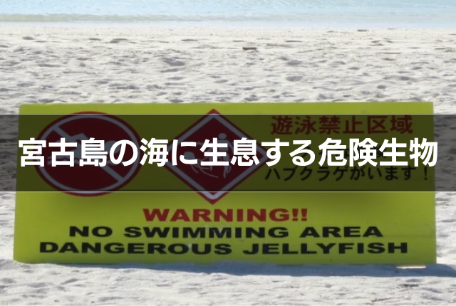 宮古島の海に生息する危険生物