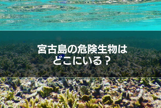 宮古島の危険生物はどこにいる?