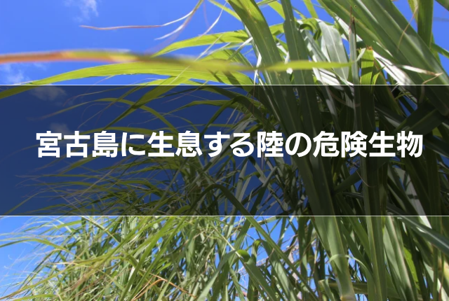 宮古島に生息する陸の危険生物