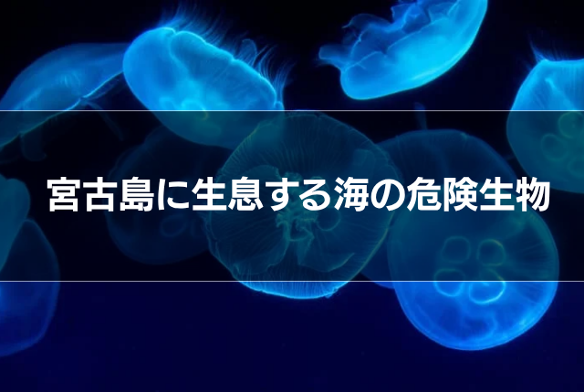 宮古島に生息する海の危険生物