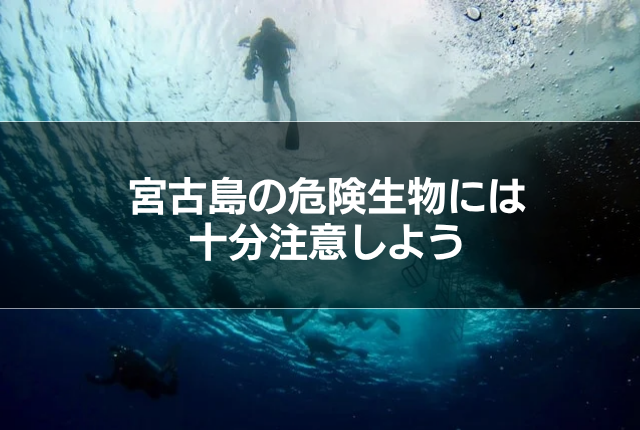 宮古島の危険生物には十分注意しよう