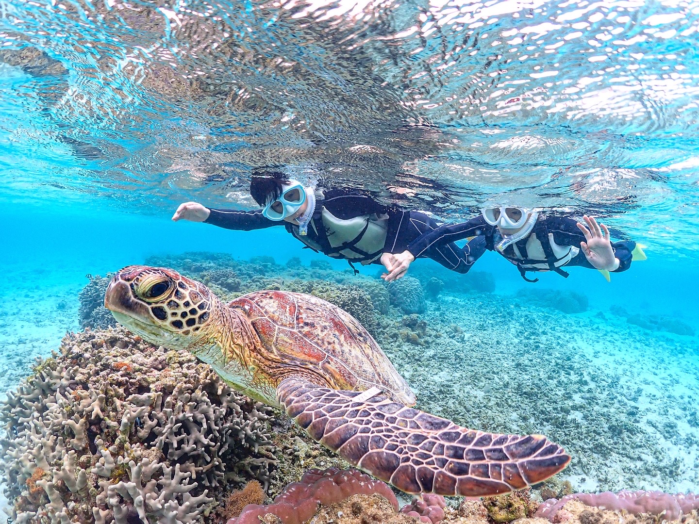 今日のウミガメ遭遇情報【2025年8月26日】 | 初心者専門宮古島