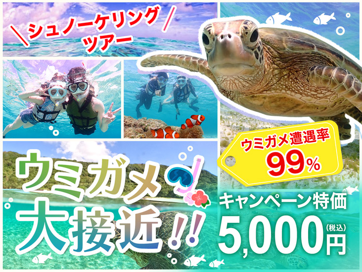 【初心者専門は当店だけ】ウミガメ大接近シュノーケリング｜シャワー・着替え完備で快適体験｜写真、動画は即お渡し｜【返金保証付き】